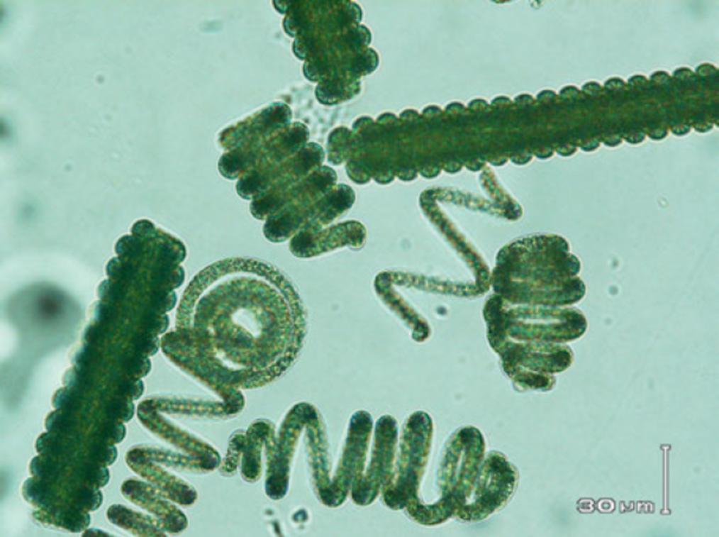 La spiruline super nourriture des poissons ornementaux