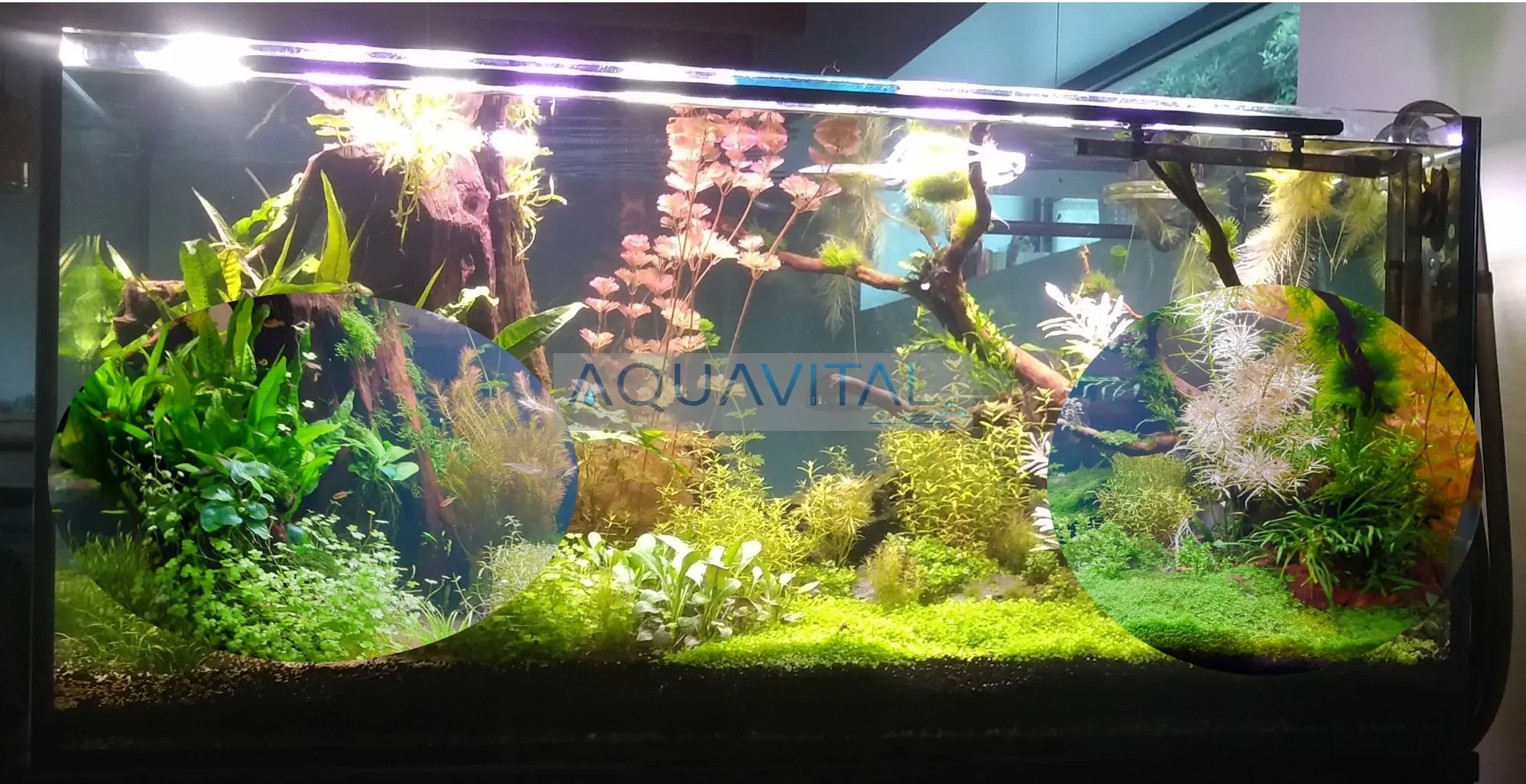 L&rsquo;éclairage modulaire daytime® matrix : créez la lumière parfaite pour votre aquarium