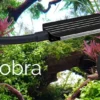 daytime cobra-black cobra