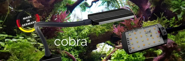 daytime cobra-black cobra